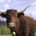 vache salers